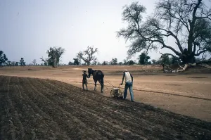 Zone_de_Niakhar_cultures_juillet_1986.webp